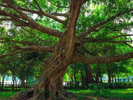 Cuc Phuong National Park