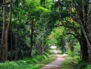 Cuc Phuong National Park